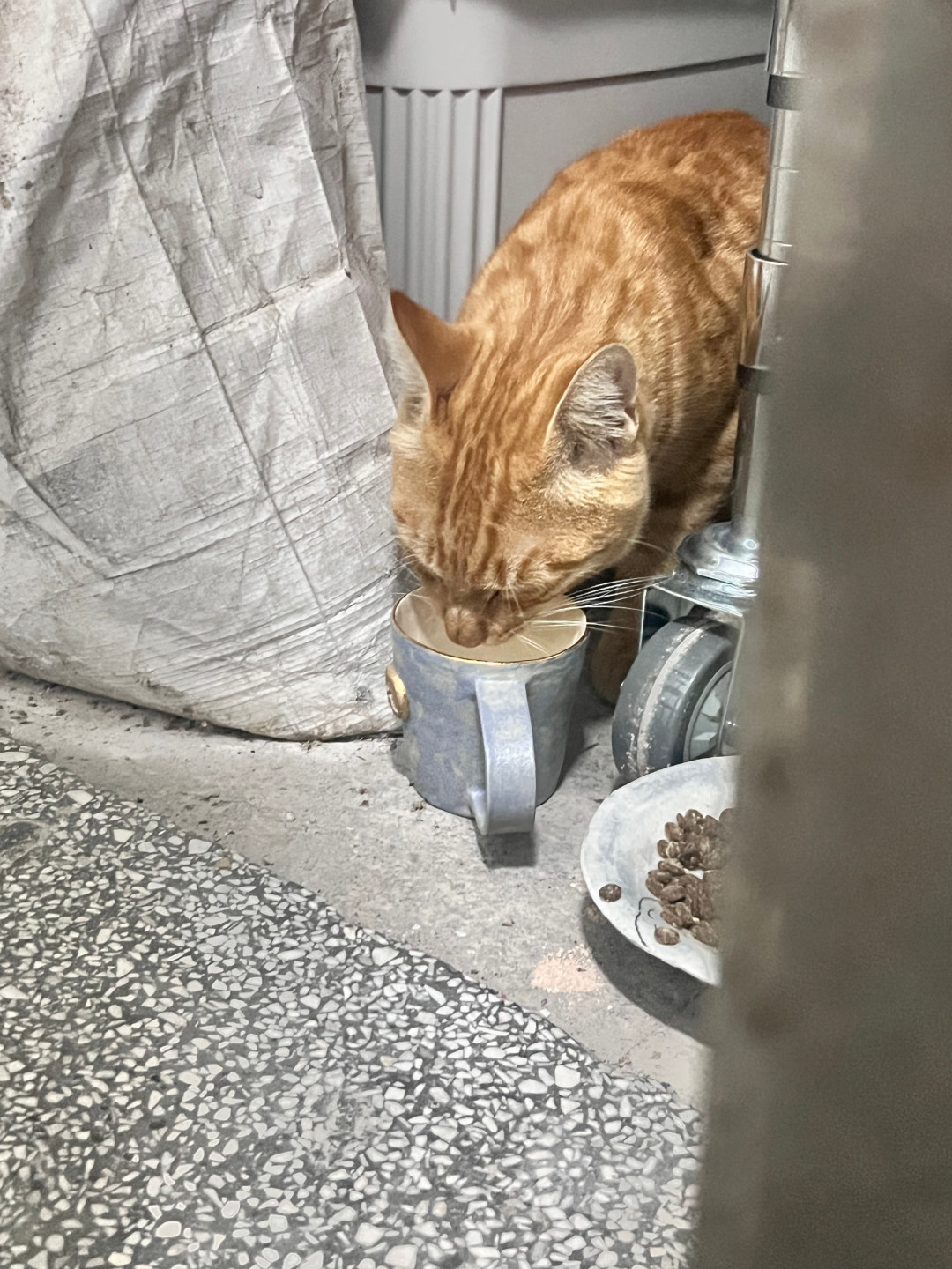 被12斤猫踹进手术室后，她才知道：最危险的应激不炸毛，是“装没事”
