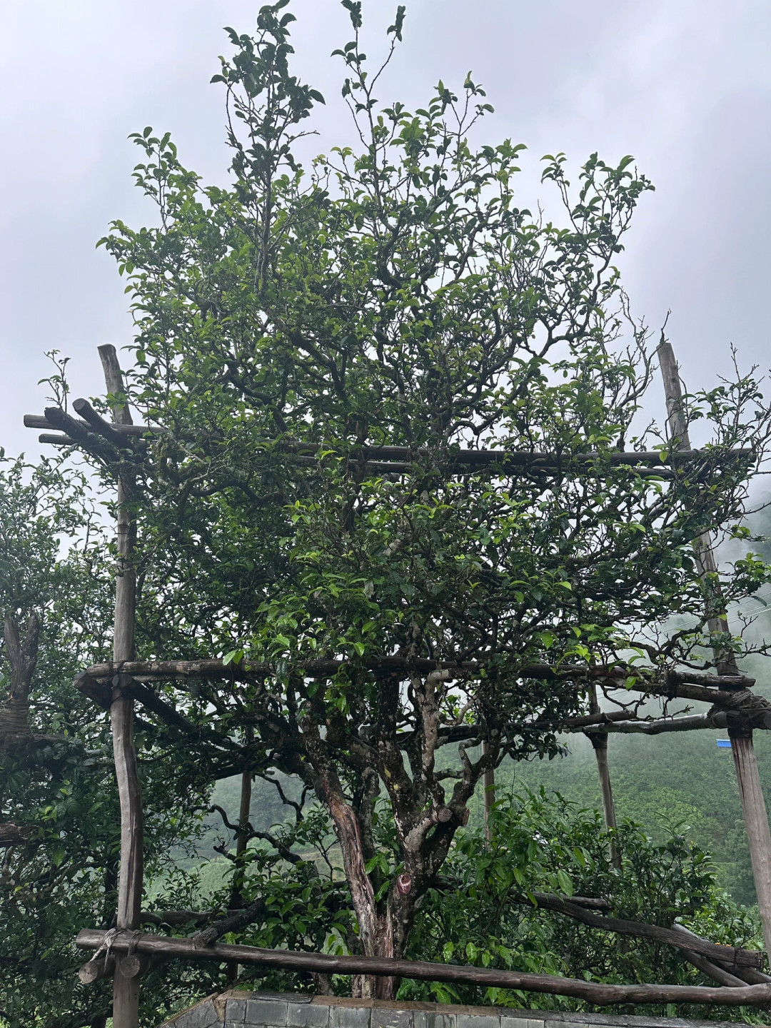 199元的
