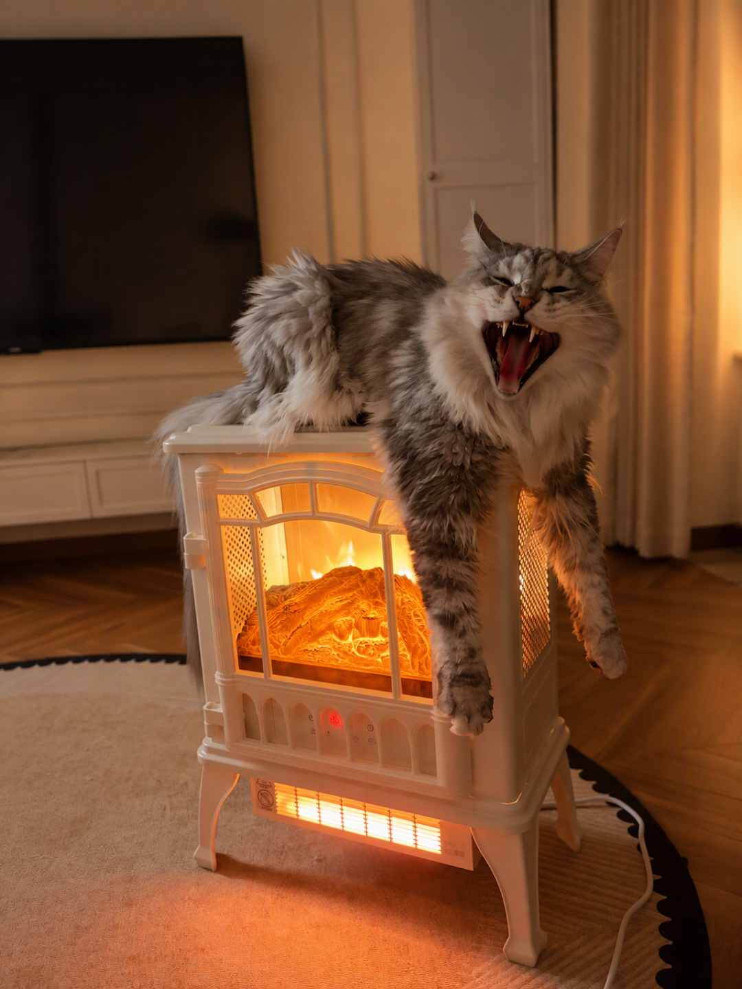 电热毯给猫上会低温烫伤、猫窝会闲置:冬天给猫保暖,先把这5笔账对明白