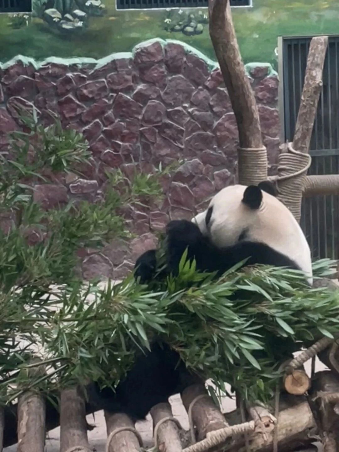 带娃贵州4天3晚:6岁以下门票全免,11月的大瀑布还好看吗