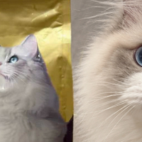 带三页备忘录逛亚宠展！给家里长毛猫实测一下麦富迪舒然猫粮咋样
