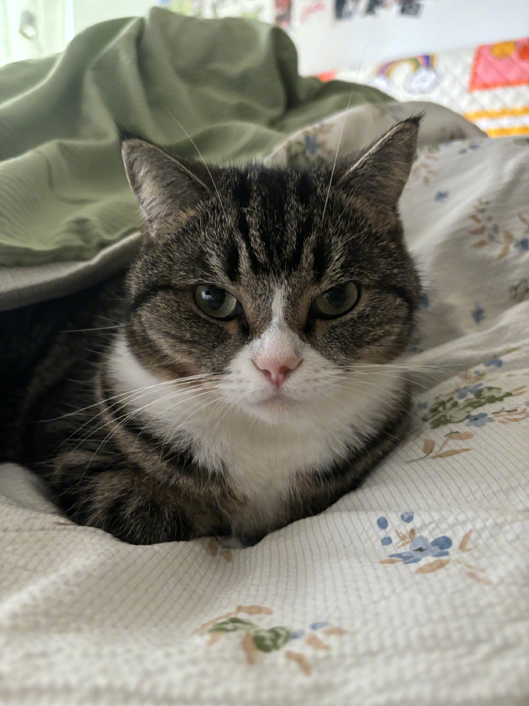 让不让猫上床？“不脏”吵上热搜：先看看这3个条件凑齐没