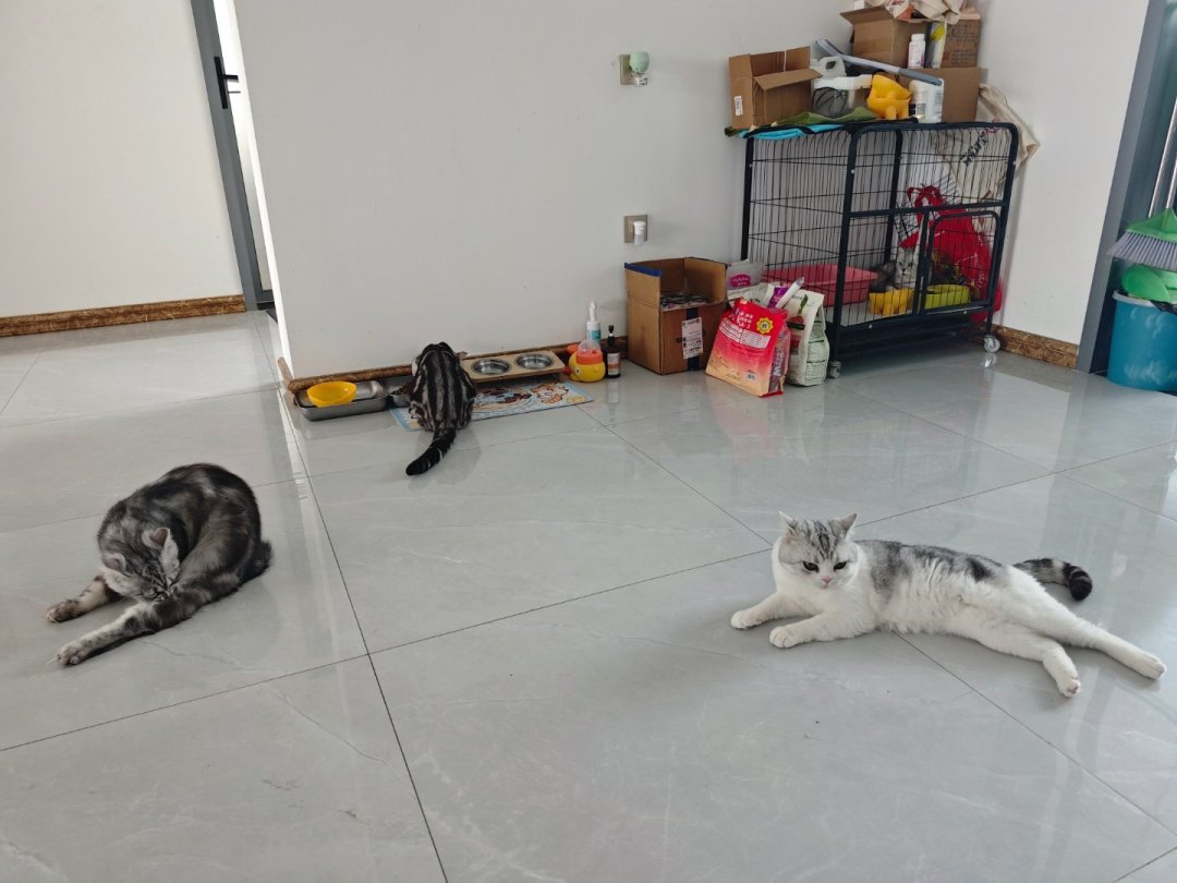 让不让猫上床？“不脏”吵上热搜：先看看这3个条件凑齐没