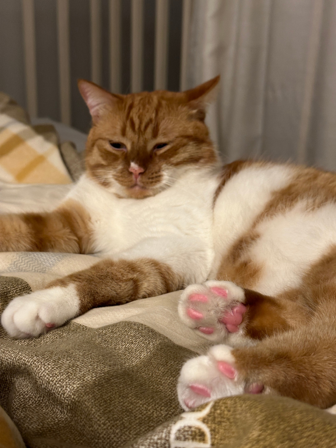 让不让猫上床？“不脏”吵上热搜：先看看这3个条件凑齐没