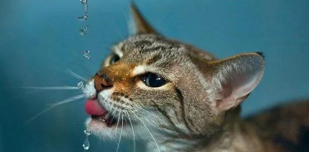 天一冷你家猫就尿得少？这是危险信号，不是省事儿