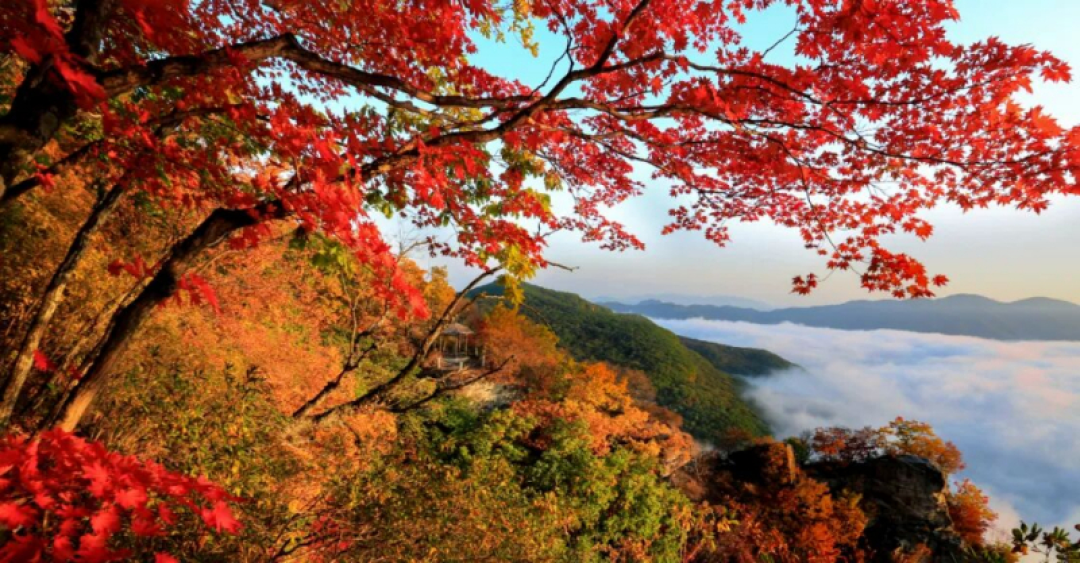 光雾山红了六成,香山才两成:一座山为什么不会一起红