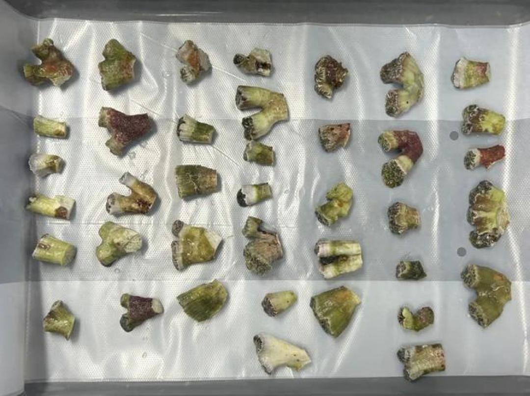 赶海刷屏的