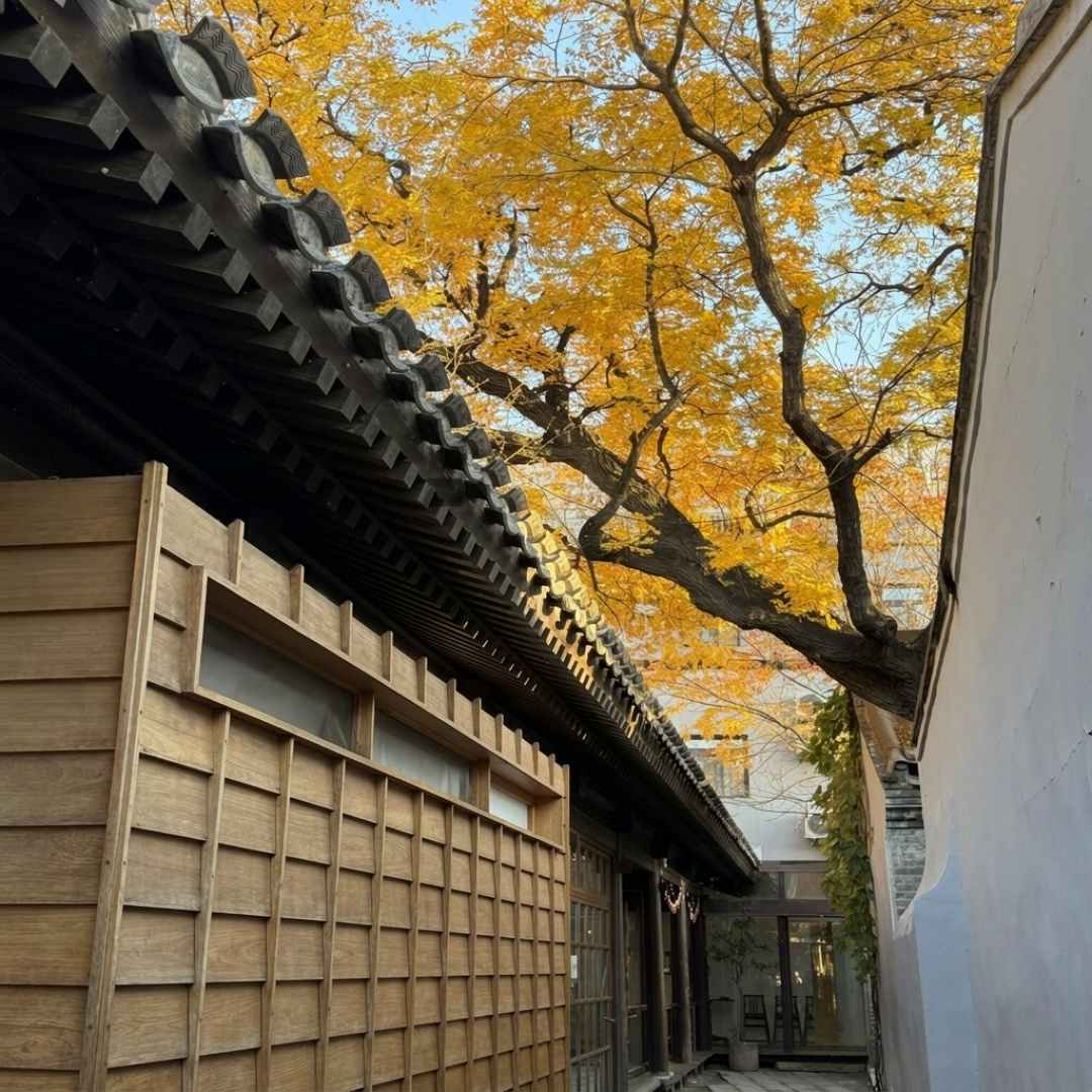 秋天Citywalk路线帖的收藏都比点赞高:北京高峰就这两周,杭州要等11月下旬——抄作业前先对完这张赏味日历、四个雷区