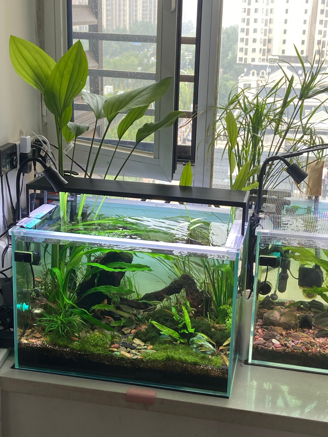 戊二醛加到20ml没救回一个缸:翻完最近的爆藻帖,先记住哪种藻不用动手、哪种才值得下药