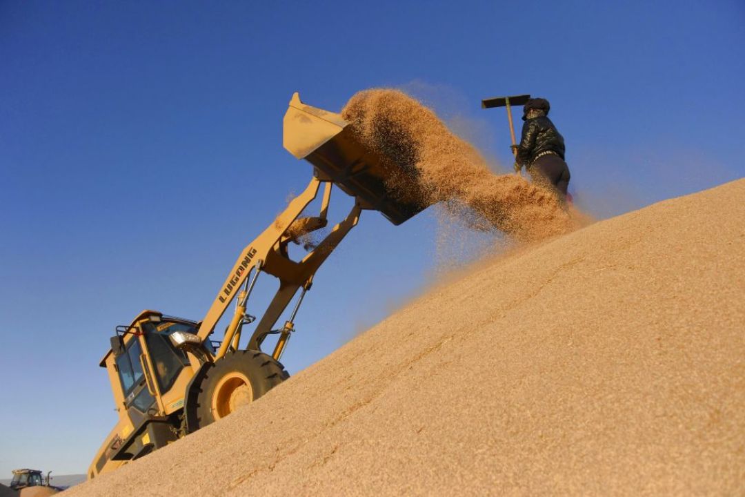 国际米价涨50%、摩根大通喊粮食危机,北大仓的新米却在打折卖:双11买米前,我把四笔账对完了