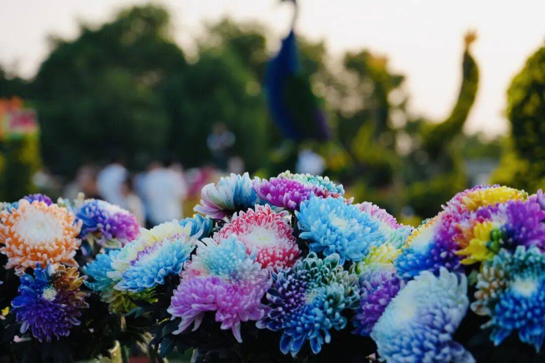 上海秋天倒计时:辰山、奇迹花园,带娃这样排(附11月底档期)