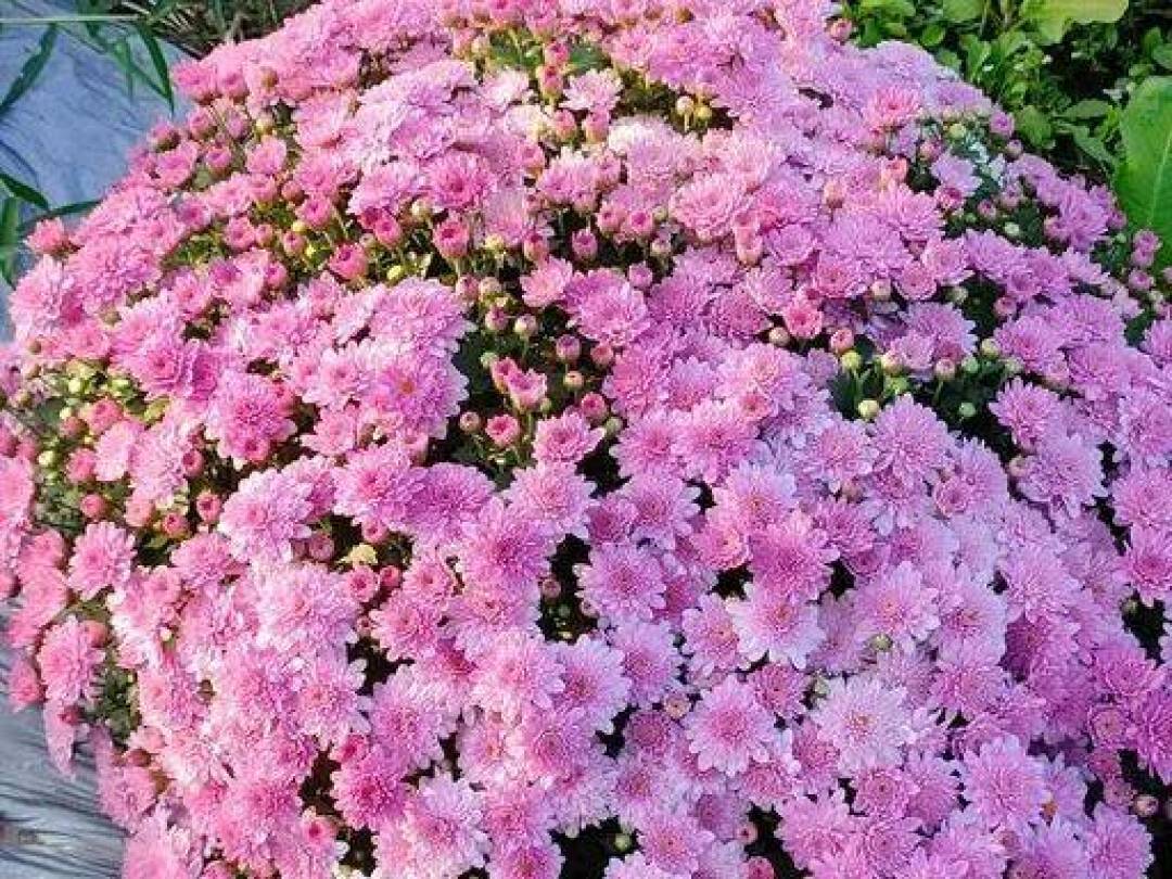 上海秋天倒计时:辰山、奇迹花园,带娃这样排(附11月底档期)