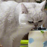 猫抢你蛋糕是馋甜？原实验测的是糖水，不是蛋糕