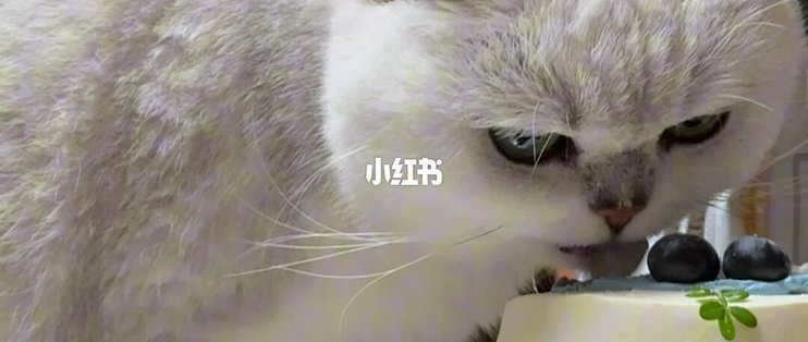 猫抢你蛋糕是馋甜？原实验测的是糖水，不是蛋糕