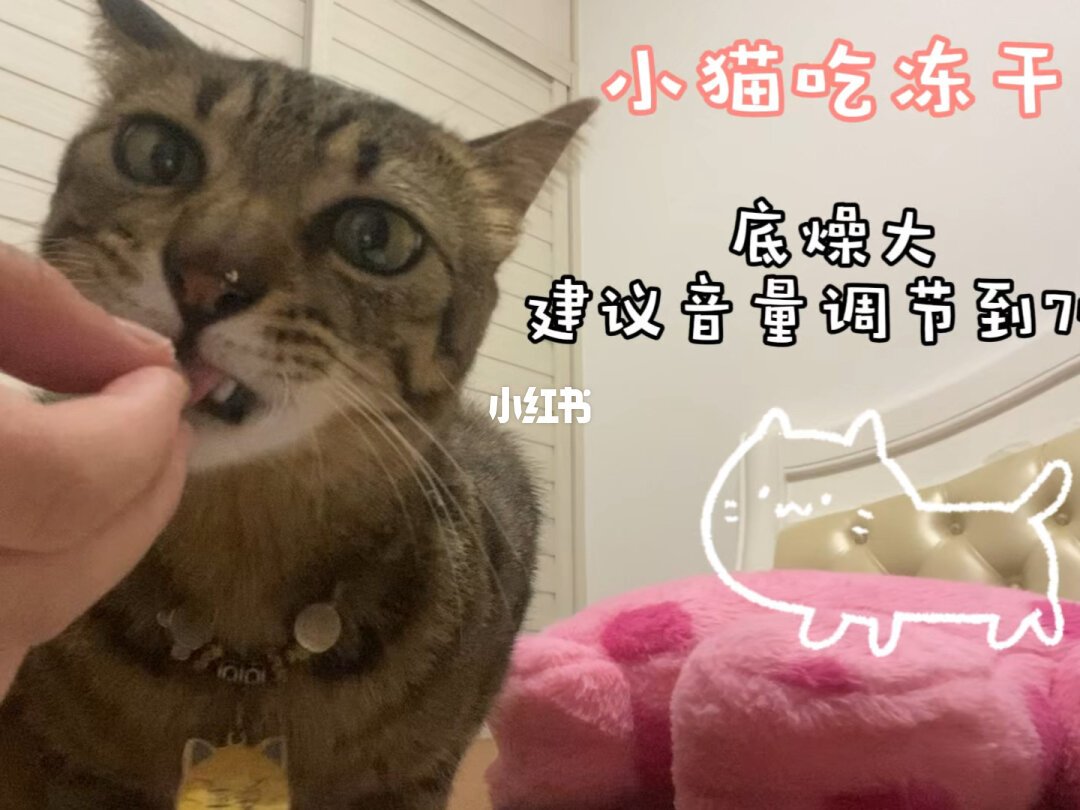 猫抢你蛋糕是馋甜?原实验测的是糖水,不是蛋糕