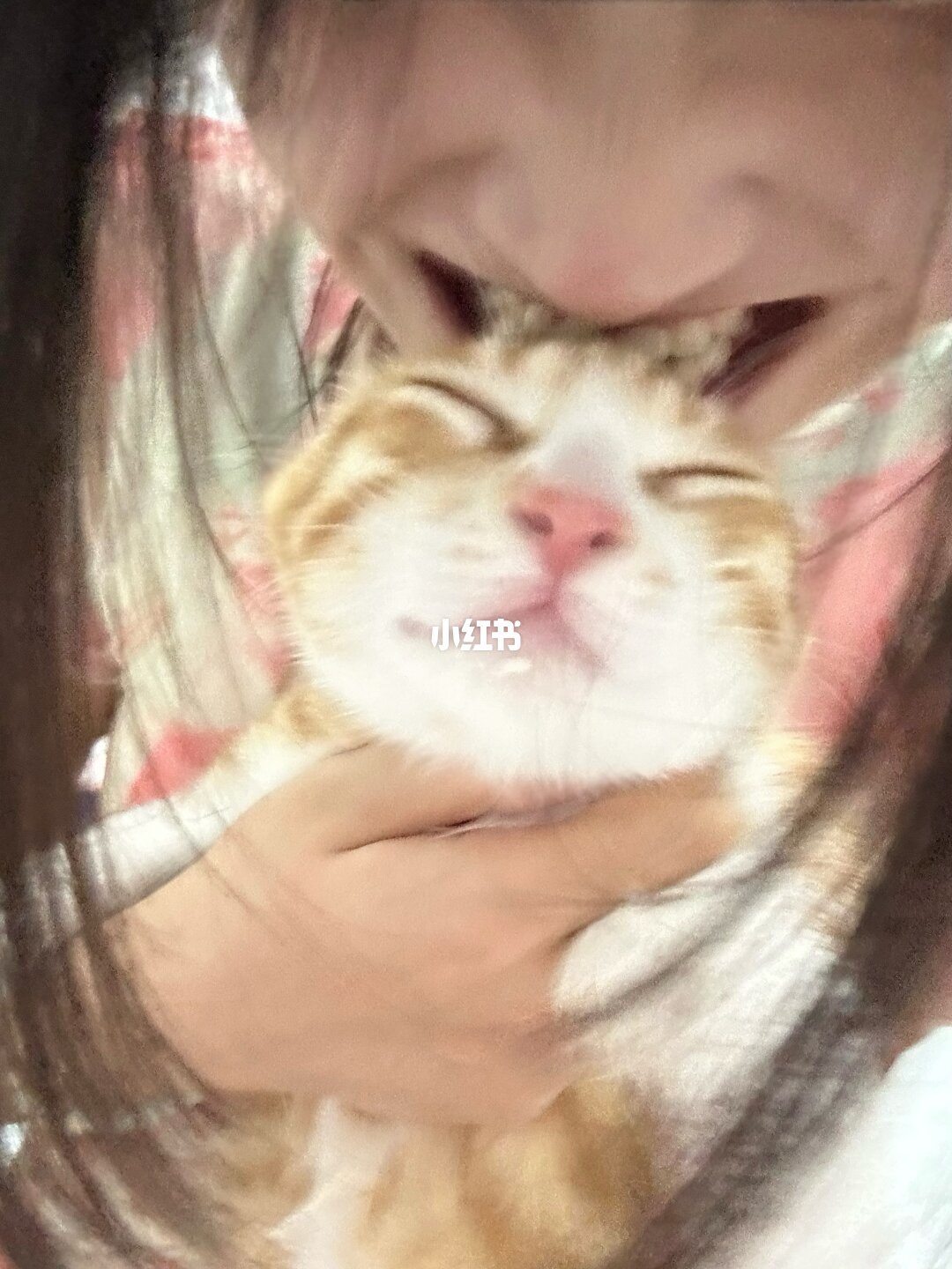 猫抢你蛋糕是馋甜?原实验测的是糖水,不是蛋糕