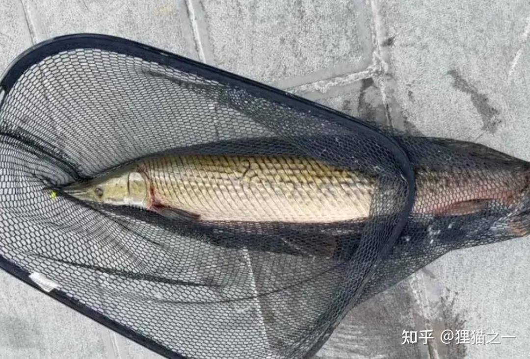 广东钓友钓获的鳄雀鳝