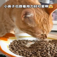 多猫家庭实测软便玻璃胃猫稳定便便苏咪膳道猫粮我回购了