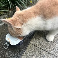 猫条一撕就疯跑，猫粮闻两下就走：这三笔账，囤货前最好算清