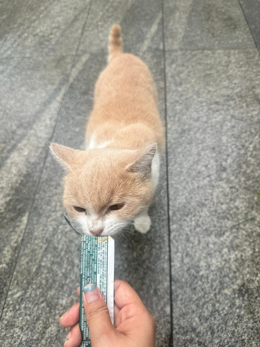 猫条一撕就疯跑,猫粮闻两下就走:这三笔账,囤货前最好算清