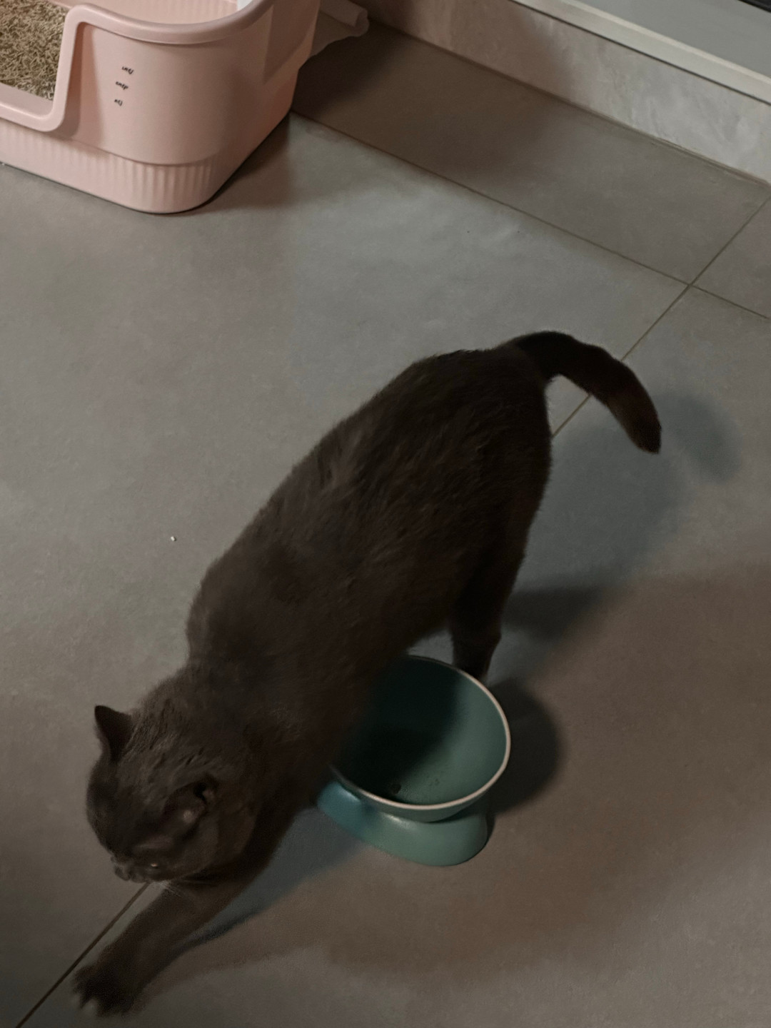 猫条一撕就疯跑,猫粮闻两下就走:这三笔账,囤货前最好算清