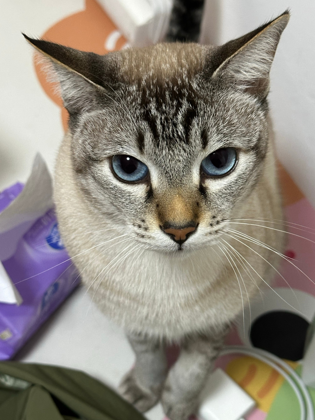 猫条一撕就疯跑,猫粮闻两下就走:这三笔账,囤货前最好算清