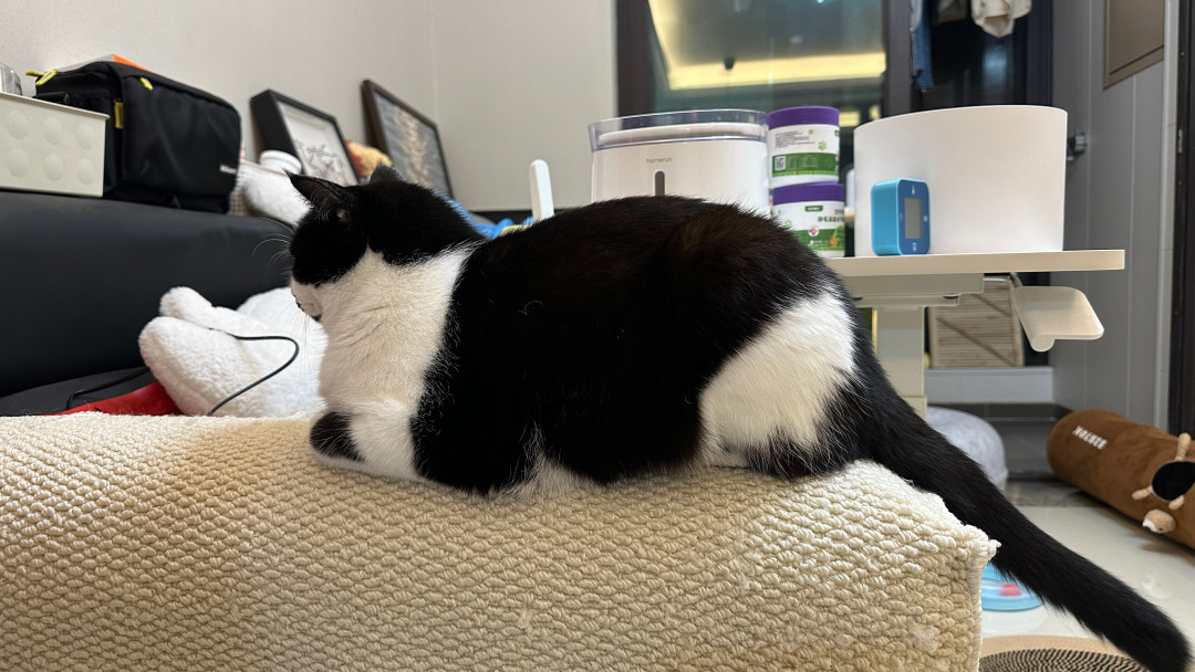 猫条一撕就疯跑,猫粮闻两下就走:这三笔账,囤货前最好算清