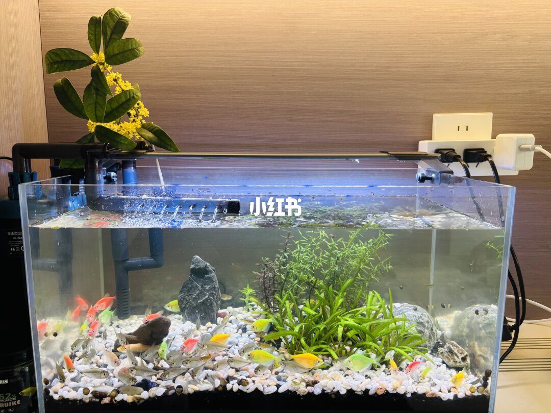 鱼缸、绿植与白石子：