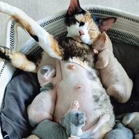 刚出生的一窝小猫，可能有好几个爹……