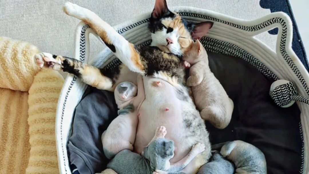刚出生的一窝小猫,可能有好几个爹……