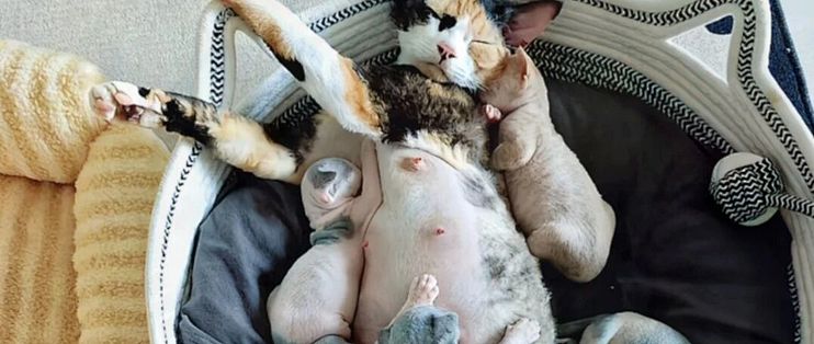 刚出生的一窝小猫，可能有好几个爹……