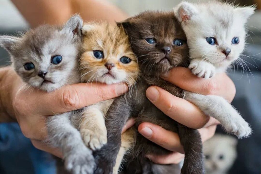 刚出生的一窝小猫,可能有好几个爹……