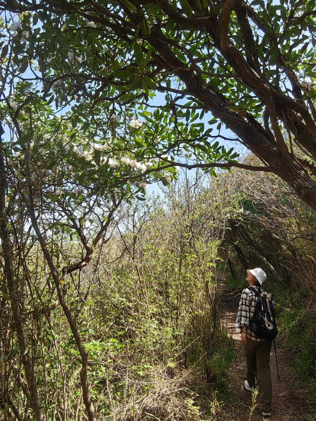16分钟高铁到终南山顶:免票秦楚古道值得去,但先看完这些