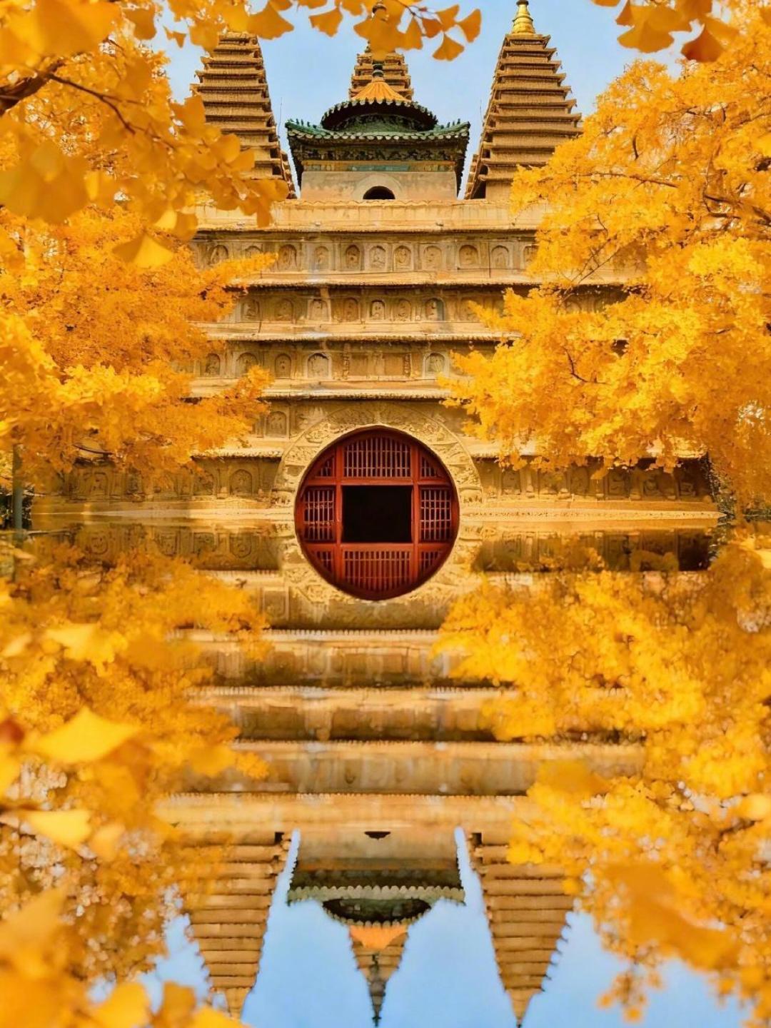 北京的秋天短到会骗人?幸好古寺银杏轮流黄,这张表管一个月