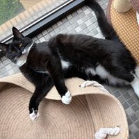 猫半夜反复蹲砂盆却尿不出？天冷高发，这急症别等天亮