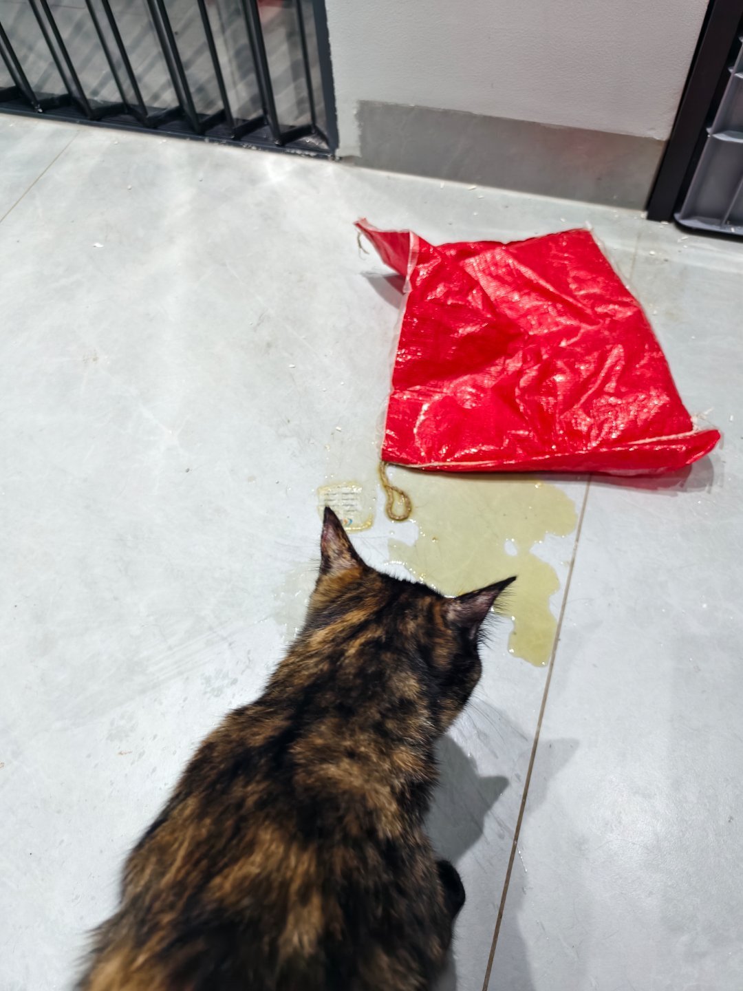 猫半夜反复蹲砂盆却尿不出?天冷高发,这急症别等天亮