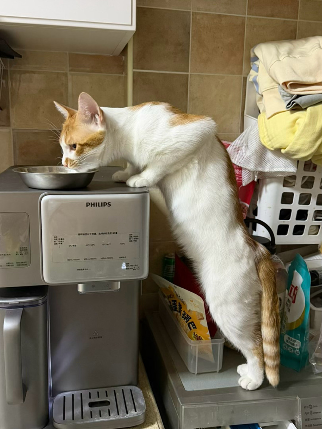 猫半夜反复蹲砂盆却尿不出?天冷高发,这急症别等天亮
