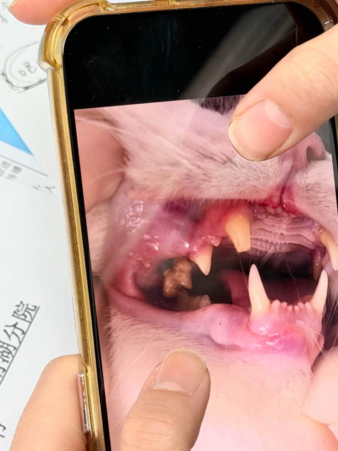 猫半夜反复蹲砂盆却尿不出?天冷高发,这急症别等天亮