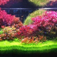 双11前的尼特利AT5S：92W的灯盘，鱼友实际只开35W，调光参数和好价线都被人趟出来了