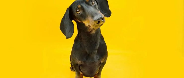 狗狗为啥总歪着头看你？