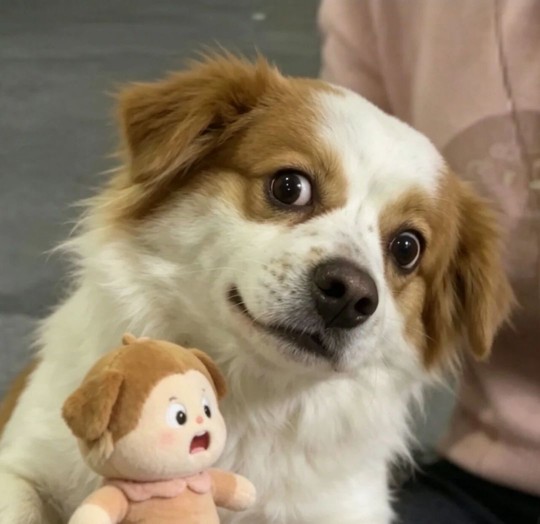 狗狗为啥总歪着头看你？