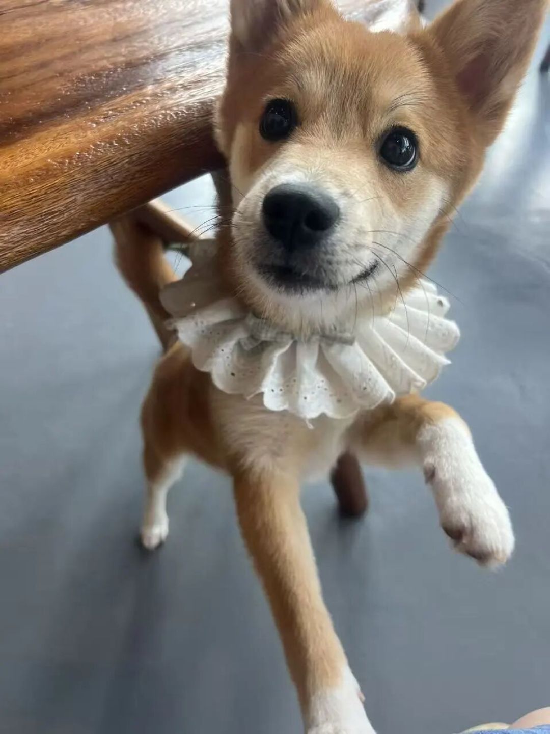狗狗为啥总歪着头看你？