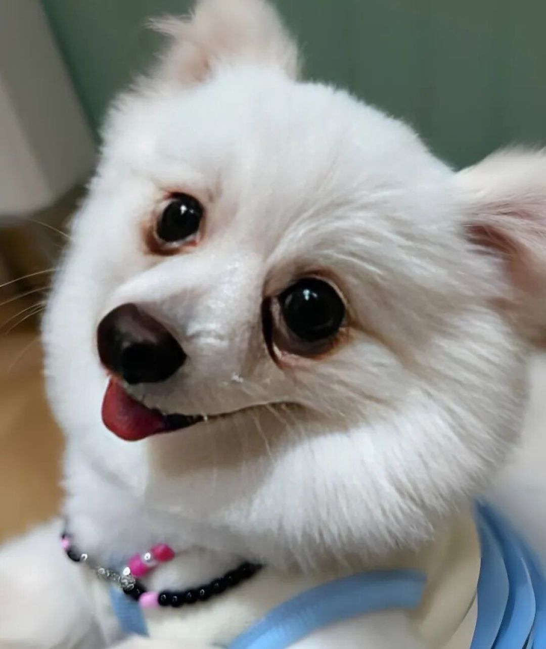 狗狗为啥总歪着头看你？