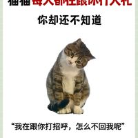 原来我家猫每天都在跟我行大礼！