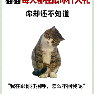 原来我家猫每天都在跟我行大礼!