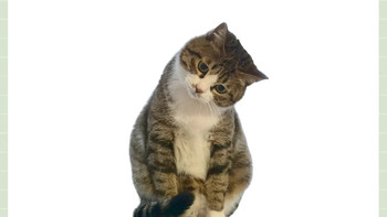 原来我家猫每天都在跟我行大礼！