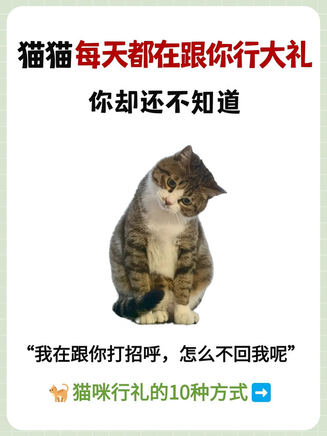 原来我家猫每天都在跟我行大礼！