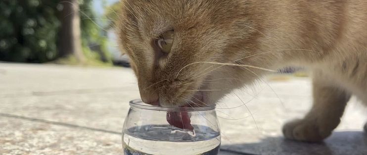 猫舌头糙得像砂纸，但它喝水真不靠倒刺