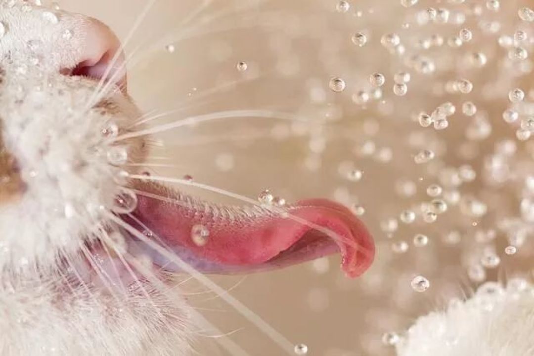 猫舌头糙得像砂纸,但它喝水真不靠倒刺