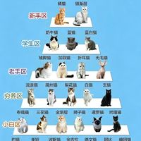 🐱第一只猫怎么选，不同阶段养猫清单